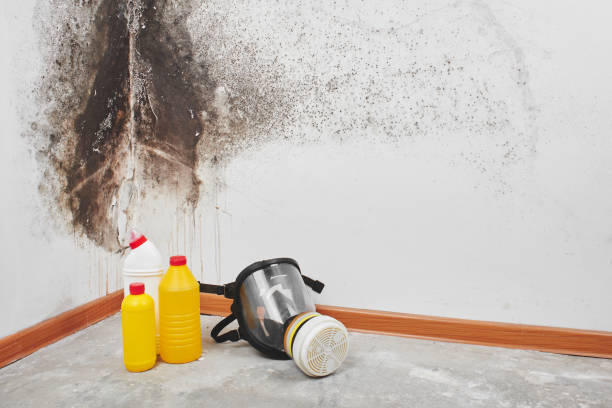 Mold Removal and Inspection in Belleair Beach, FL