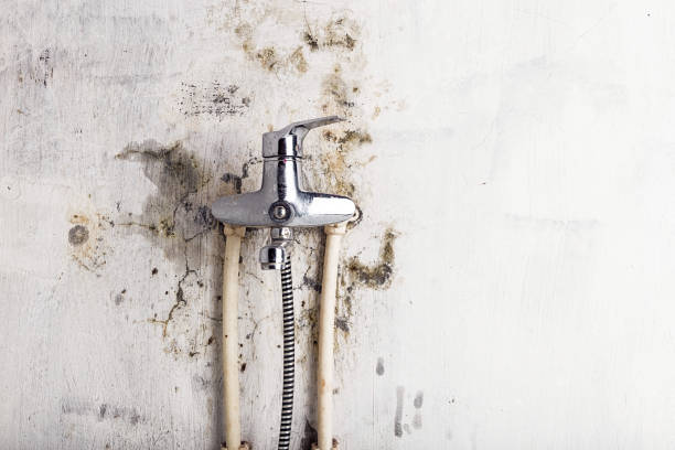 Best Certified Mold Removal  in Belleair Beach, FL