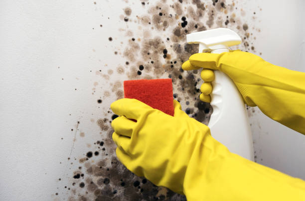 Best Commercial Mold Removal  in Belleair Beach, FL